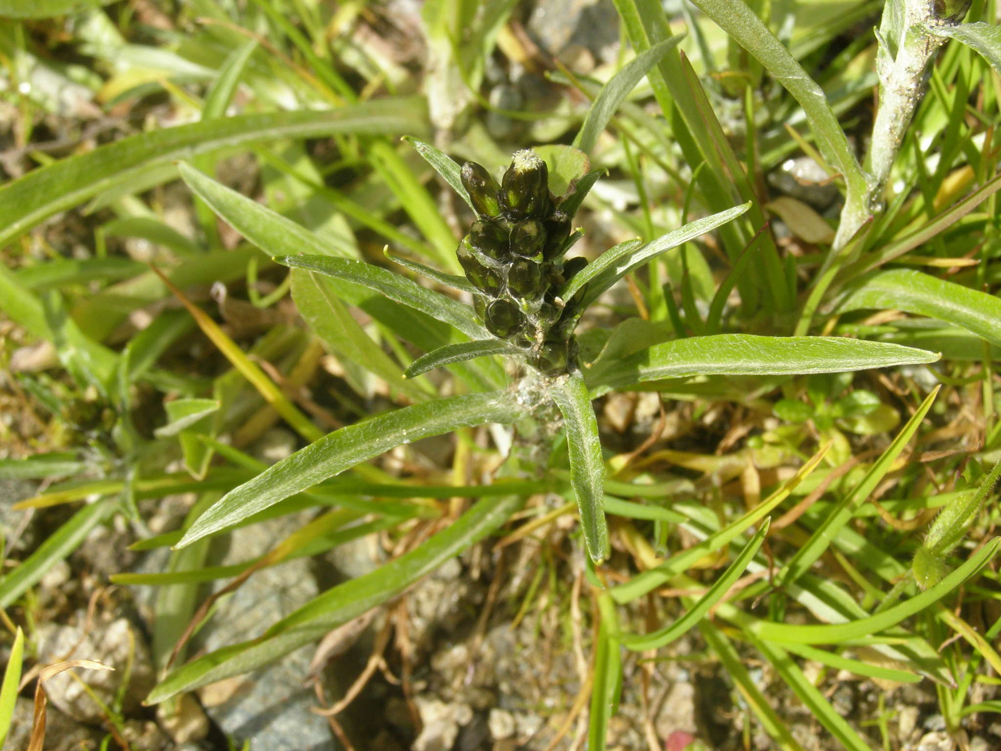 Omalotheca norvegica (=Gnaphalium norvegicum) / Gnafalio norvegese